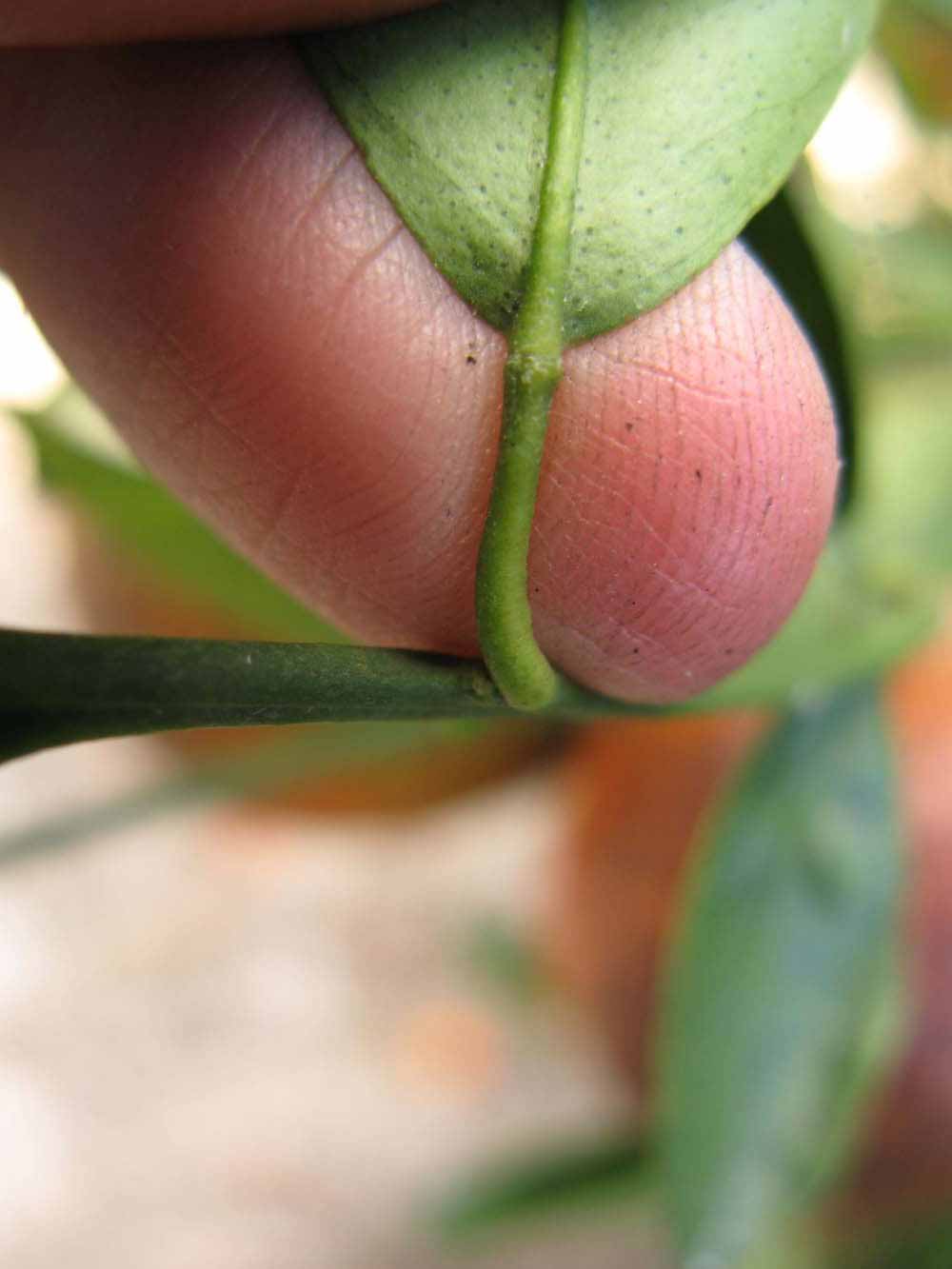              Petiole (Winter Haven, FL)       